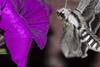 pollination of a petunia by a moth