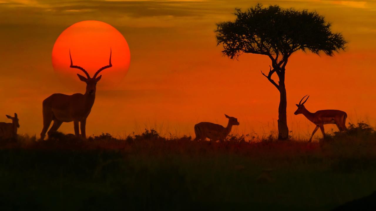 Wild Africa 3D Trailer - YouTube