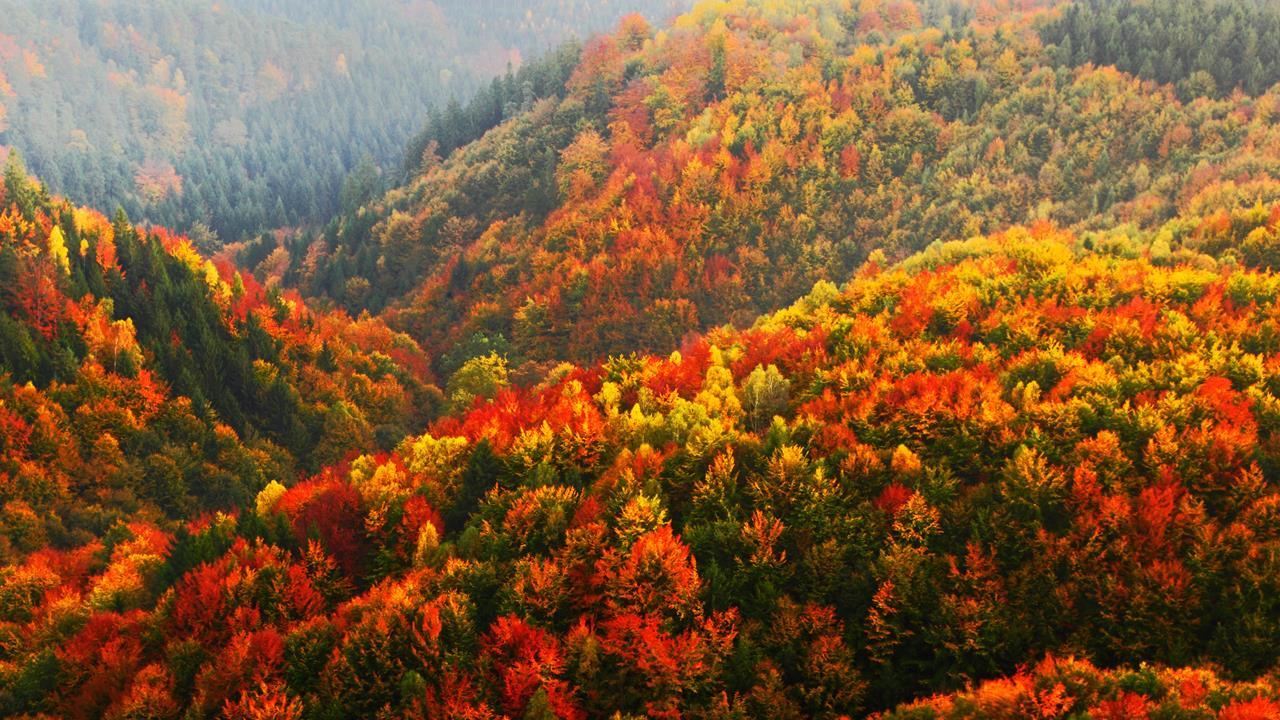 https://d1w9csuen3k837.cloudfront.net/Pictures/1280x720/6/3/3/108633_autumn_forest.jpg