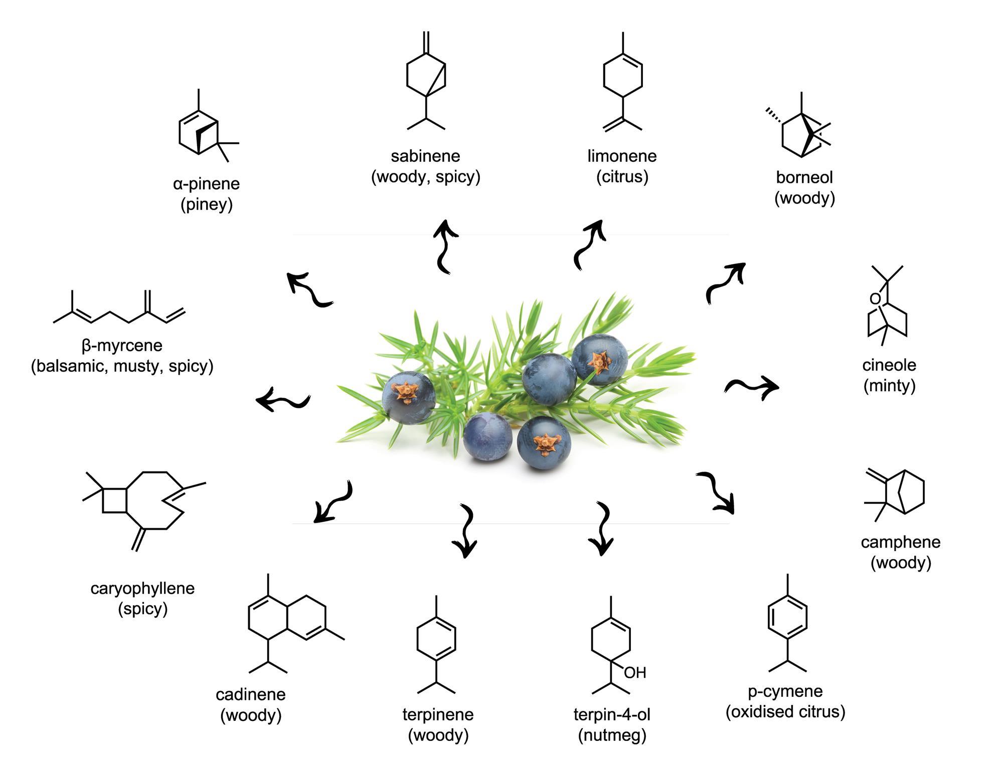 The science of distilling gin Feature Chemistry World