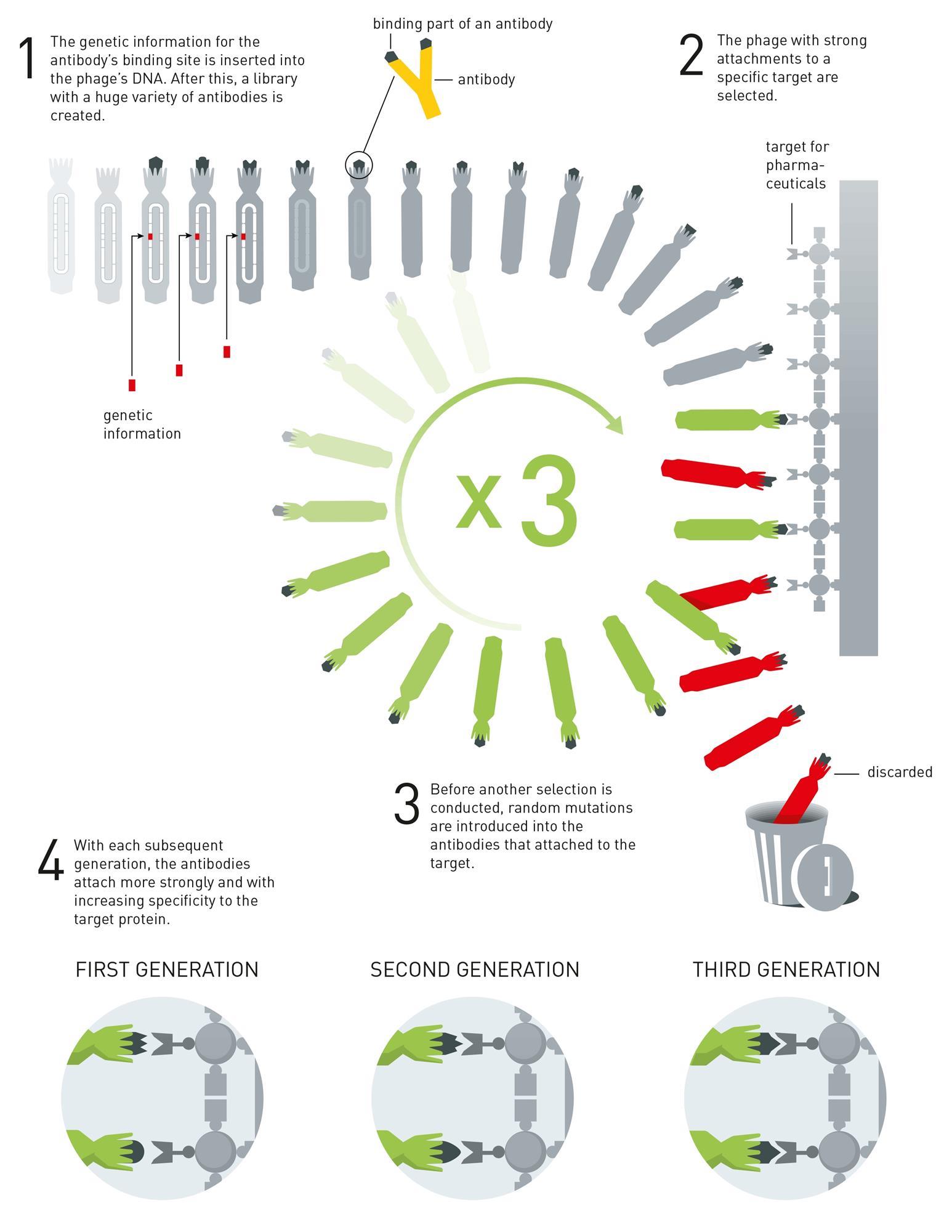 What Is Directed Evolution And Why Did It Win The