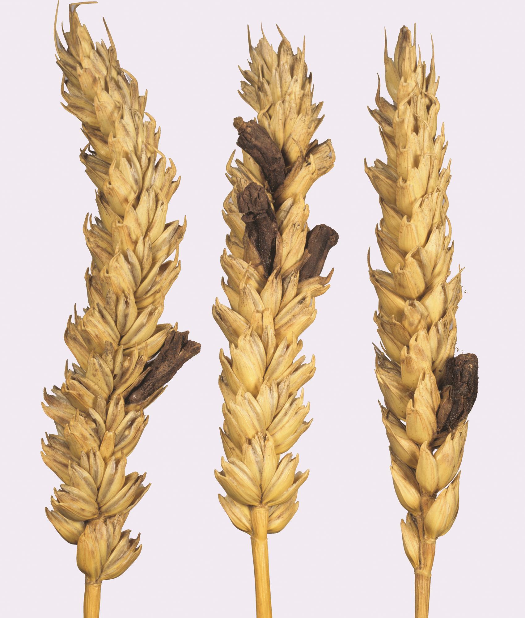 Гриб На Пшенице