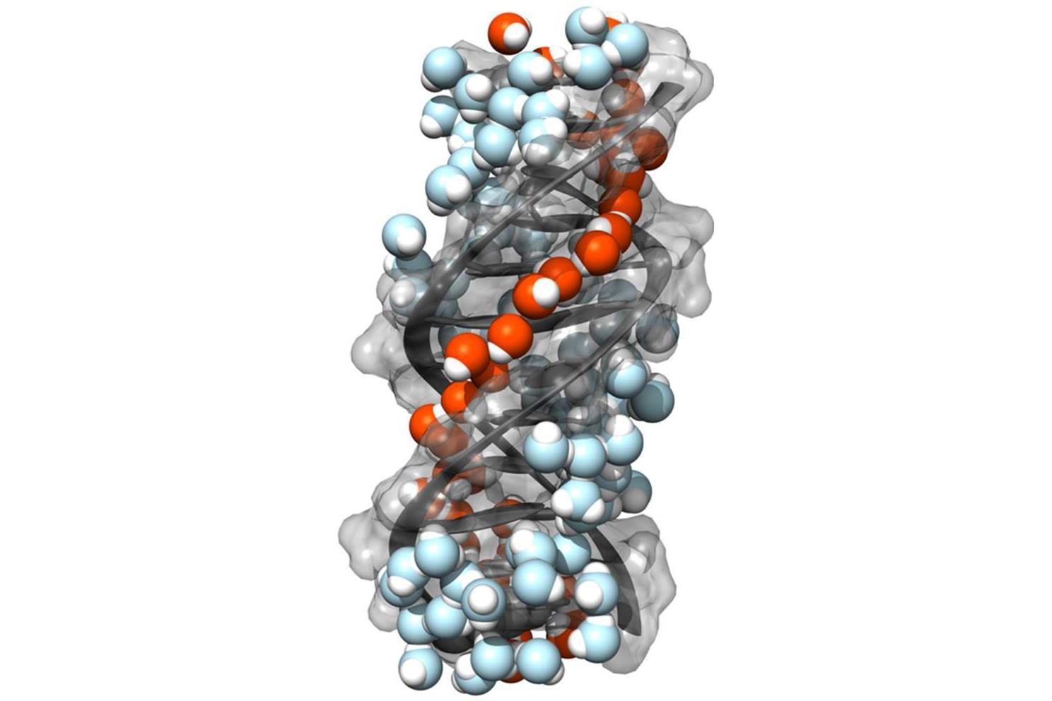 DNA helix has chiral water ‘spine’ Research Chemistry World
