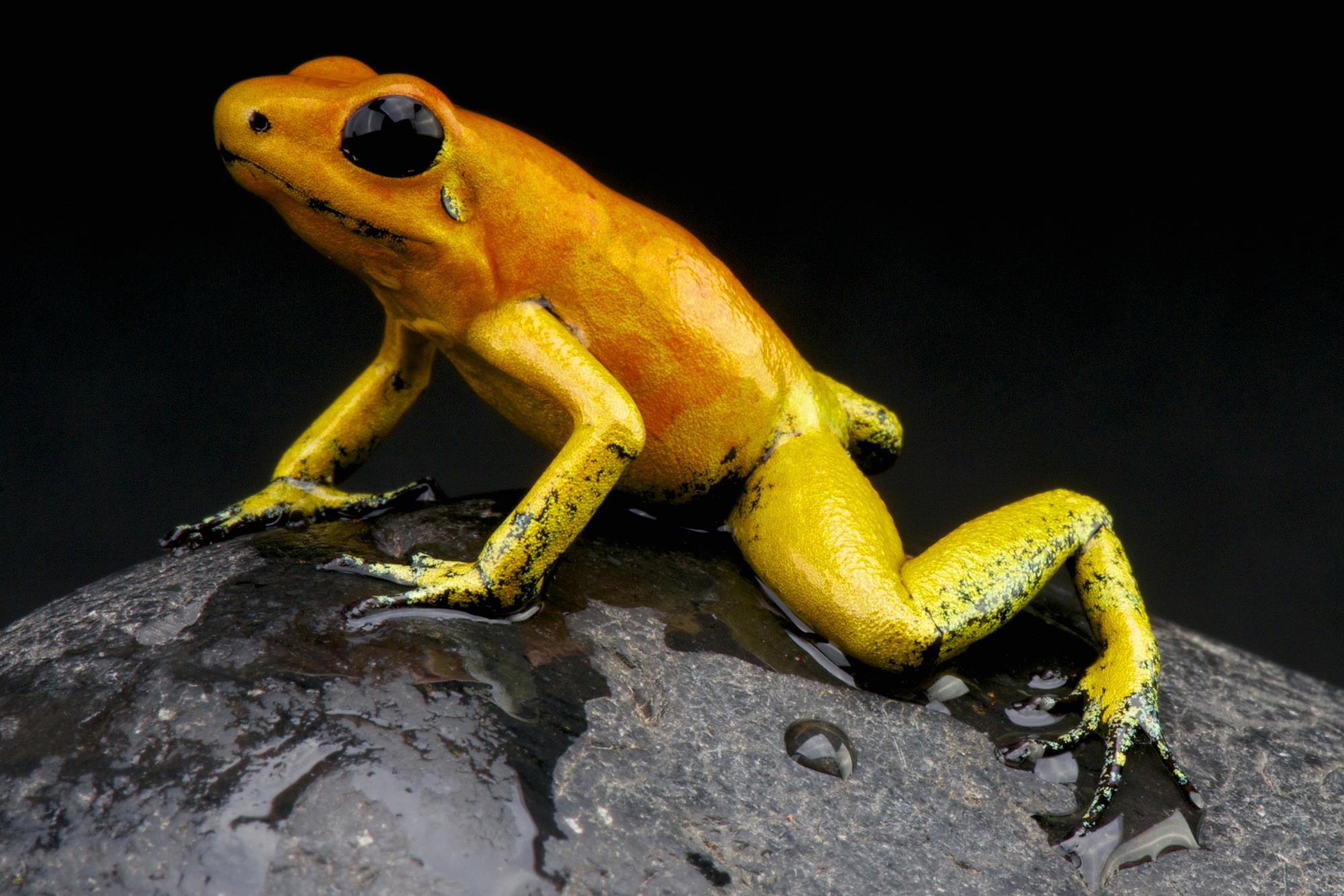 golden poison dart frog