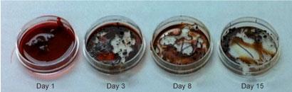 Amino acid residues give away bloodstain's age | News | Chemistry World