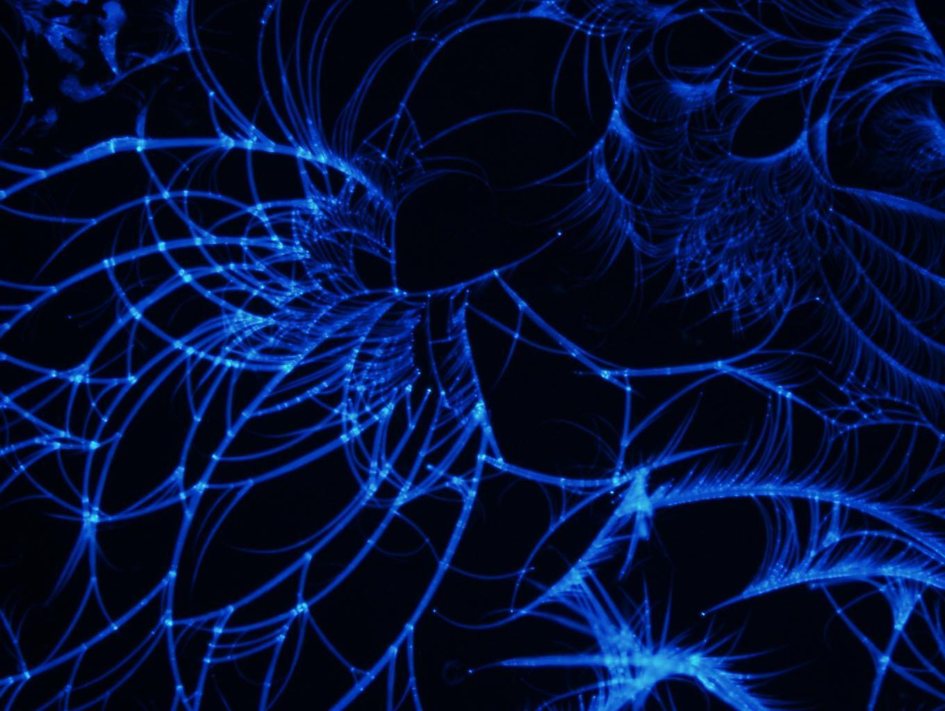 Crystals Bitmap Fractal crystals win fashion design contest | Research | Chemistry World