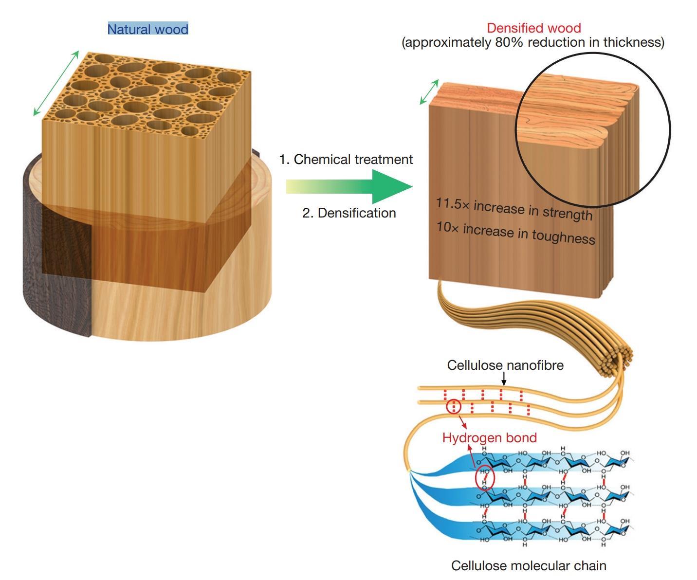 ‘Bulletproof’ wood developed Research Chemistry World