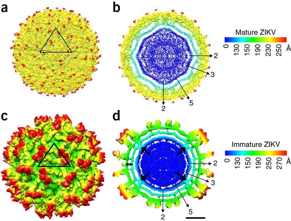 Cryo-EM: a cold, hard look at biology | Feature | Chemistry World