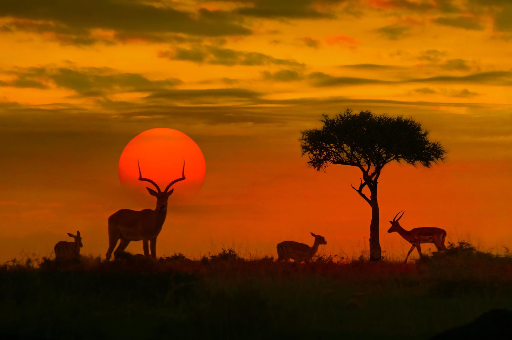 south africa safari national park