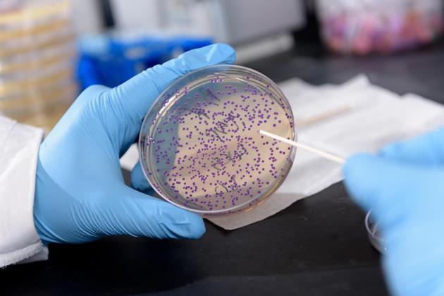 Purple bacteria signal zinc deficiency | Research | Chemistry World