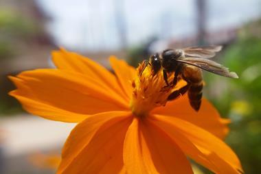 Worker finding honey
