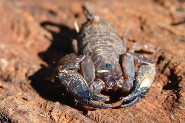 Australian rainforest scorpion (Liocheles waigiensis)