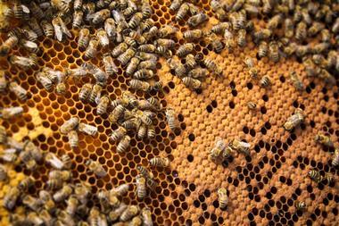 bees in the hive