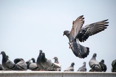 A pigeon in flight