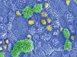 The art of alternatives | Feature | Chemistry World