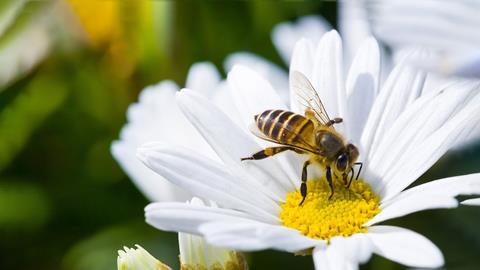 What You Need To Know About Neonicotinoids News