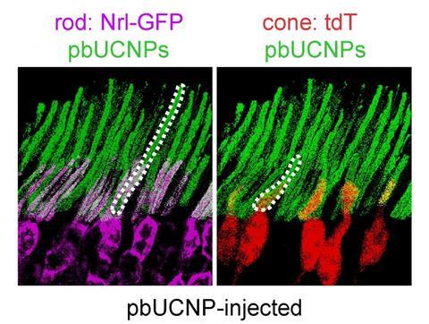 Nanoparticle eye drops give mice night vision