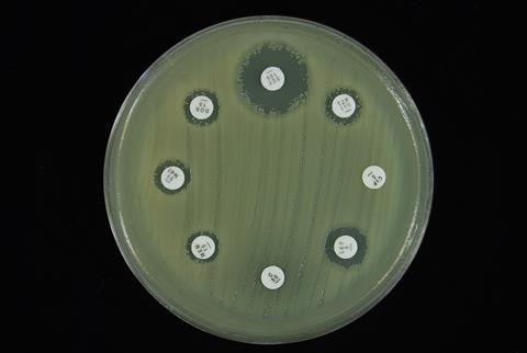 An image showing an antimicrobial susceptibility test 