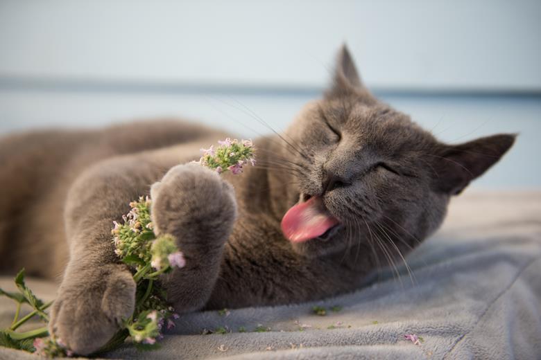 How catnip makes the chemical that causes cats to go crazy Stormfront