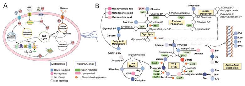 Adaptive and toxic responses of H. pylori