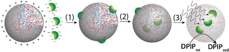 A scheme depicting the preparation of photosynthetically active membrane-free protocells