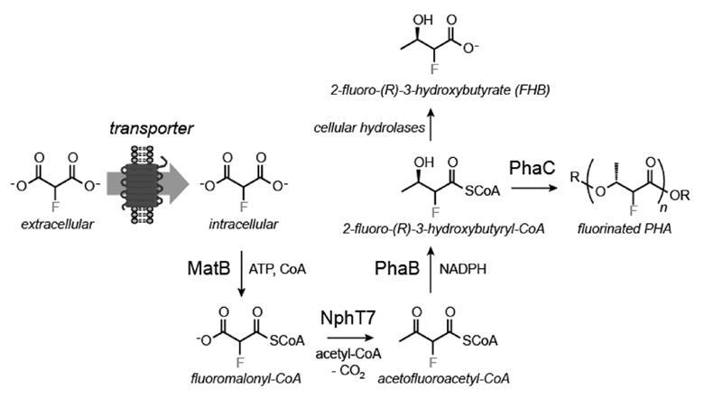 Pathway for the production of FHB and fluorinated PHA synthesis from fluoromalonate