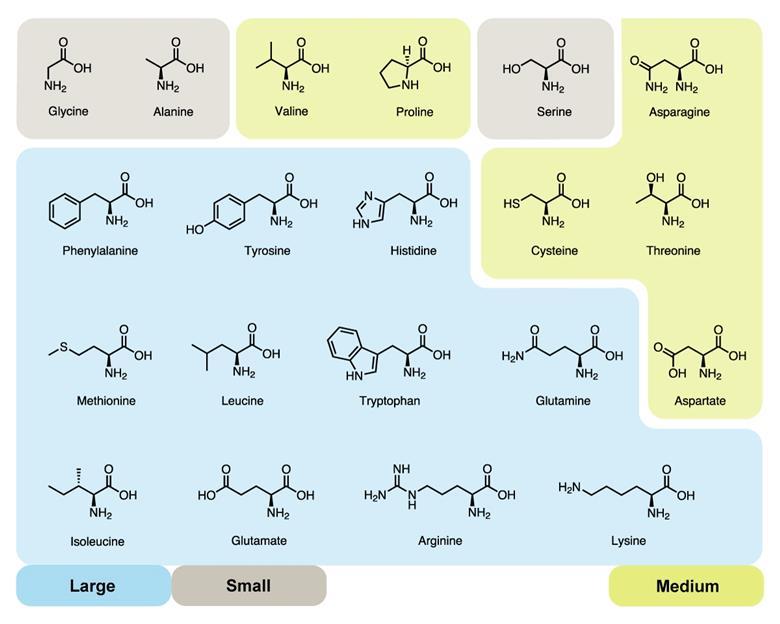 Amino acids grouped together as 'small', 'medium' and 'large' amino acids