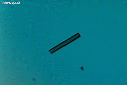 Gif showing microscope video of crystals peeling on blue background